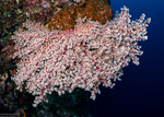 Octocorals