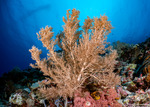 Octocorals