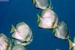 Silvery Fishes