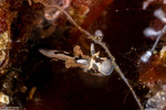 Goniodorididae