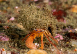Hermit Crabs