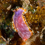 Flatworms