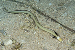 Eels and Eel-like Fishes