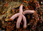 Sea Stars