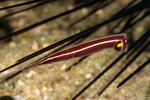 Clingfishes