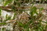 Parthenopinae