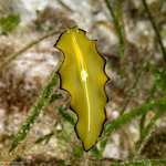 Pseudocerotidae