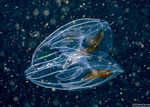 Bolinopsidae