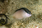 Pseudochromis