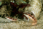 Parapercis
