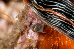 Sea Slugs