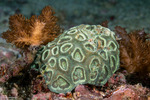 Stony Corals