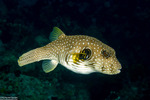 Pufferfishes