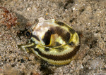Jawfishes