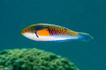 Cirrhilabrus