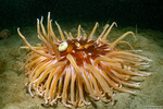 Anthozoa