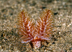 Phoronopsis