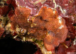 Bryozoa
