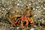 Hermit Crabs