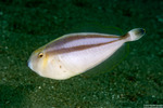 Filefishes