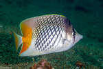 Butterflyfishes