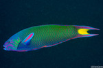 Wrasses