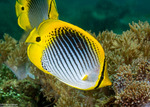 Butterflyfishes