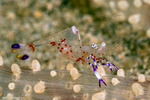 Palaemonidae