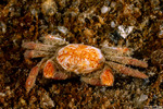 Eubrachyura