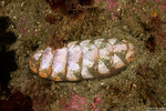 Chitons