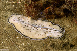 Flatworms