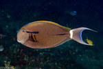 Surgeonfishes and Tangs