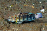 Amblygobius