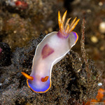 Hypselodoris