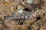 Gnatholepis