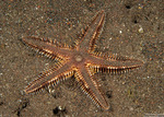 Astropecten