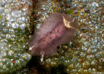 Discodorididae