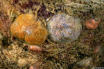 Bryozoa