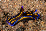 Sea Slugs