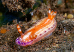 Hypselodoris