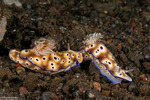 Nudipleura