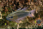 Cardinalfishes