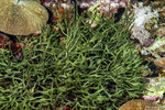 Ulvophyceae