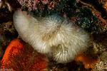 Tunicates