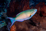 Parrotfishes