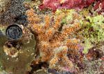 Octocorals