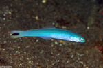 Dartfishes