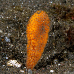 Phycopsis