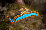 Sea Slugs