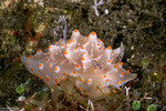 Nudipleura